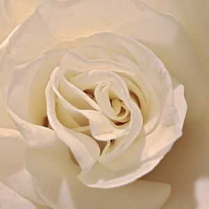 Meet your Posher, Candice